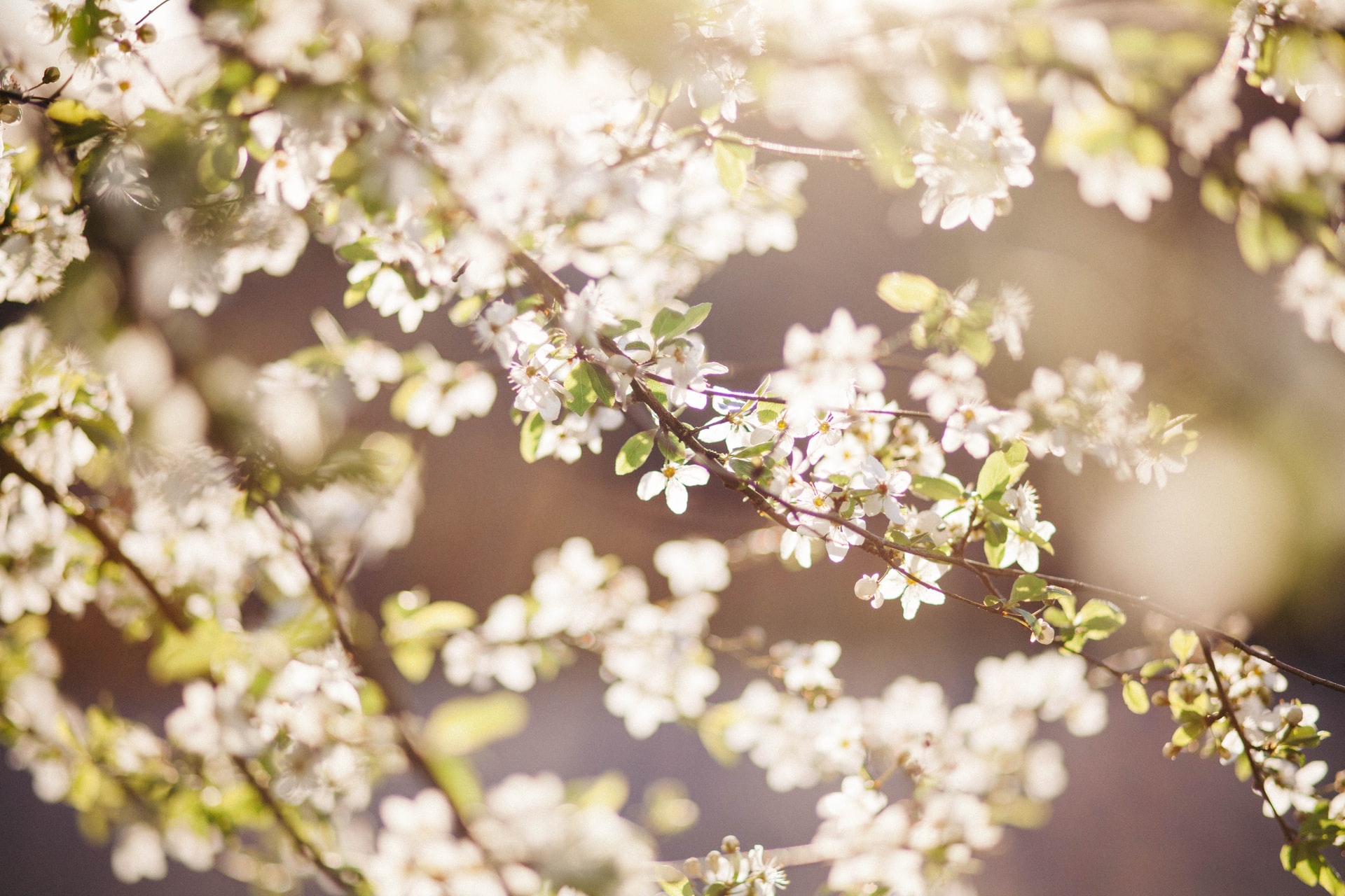 White blossoms in natural light